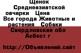 Щенок Среднеазиатской овчарки › Цена ­ 35 000 - Все города Животные и растения » Собаки   . Свердловская обл.,Асбест г.